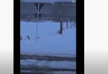 REDES SOCIAIS: Vídeo mostra carro da polícia luxemburguesa alegadamente a fazer ‘drift’ na neve após multas em Ettelbruck